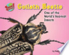 Goliath_beetle