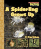 A_spiderling_grows_up