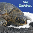 Sea_turtles__what_do_you_do_