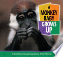 A_monkey_baby_grows_up